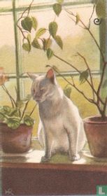 Poes in vensterbank
