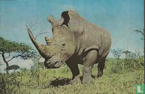 Witte Neushoorn