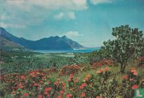 Proteas, Houtbaai