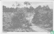 Nunspeet - Boslaantje