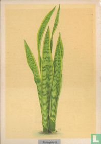 Sansevieria