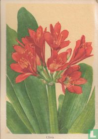 Clivia