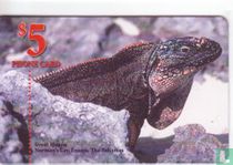 Great Iguana
