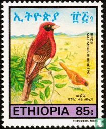 Oiseaux       