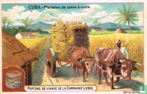 Plantation de canne à sucre