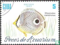 Aquariumvissen