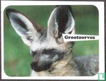 Grootoorvos
