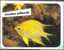 Gouden juffertje