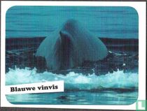 Blauwe vinvis