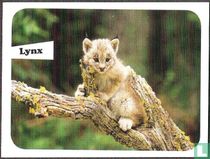 Lynx