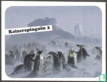 Keizerspinguïn 2