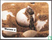 Warana 4