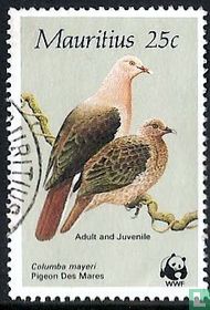 Mauritius pigeon
