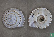 Architectonica nobilis