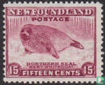 Young seal