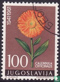 Fleurs