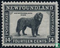 Newfoundland dog