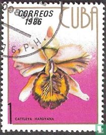 Orchidée acheter