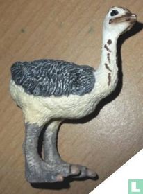 Ostrich Chick