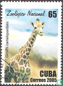 Nationaal park. -Giraffe