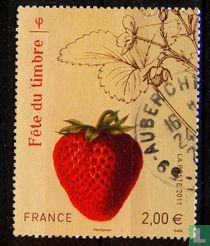 Fraisier et fraise