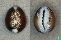 Monetaria caputserpentis