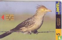 Pirincho
