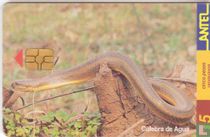 Culebra de Agua