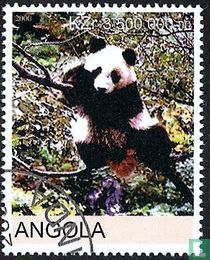 Giant panda for sale