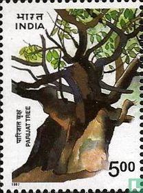 Parijati tree