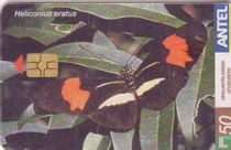Heliconius eratus