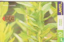 Yerba Lucera