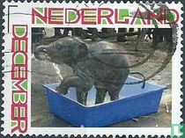 Olifant in bad
