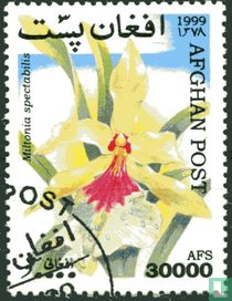 Orchideen kaufen