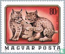 Young lynxes