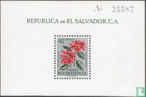 Poinsettias