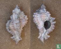 Hexaplex varius