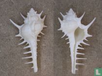 Vokesimurex cabritii