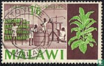 Plante de tabac