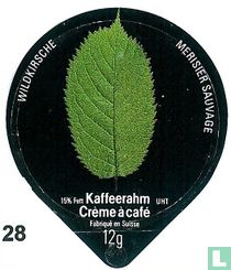 Wildkirsche 