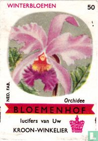 Orchidee