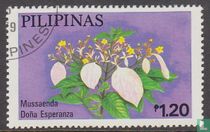 Blume - Mussaendas