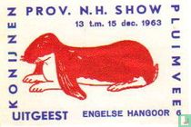 konijn: Engelse Hangoor