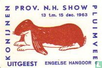 konijn: Engelse Hangoor