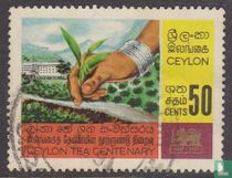 100 year tea industry