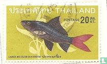 Poisson