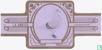Anvers Smerle