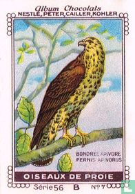 Bondree apivore - Pernis apivorus