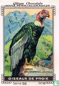 Condor - Sarcoramphus gryphus