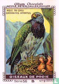 Aigle du Chili - Cathartes atratus
